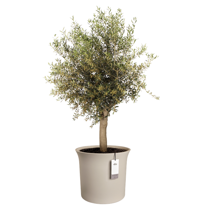 june tulip 58cm balanced beige